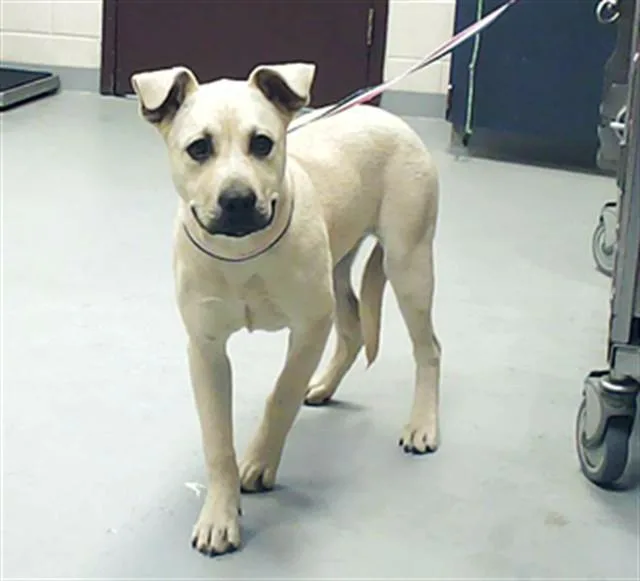 A young medium-sized female Labrador Retriever dog named Poptart for adoption in Fayetteville, NC