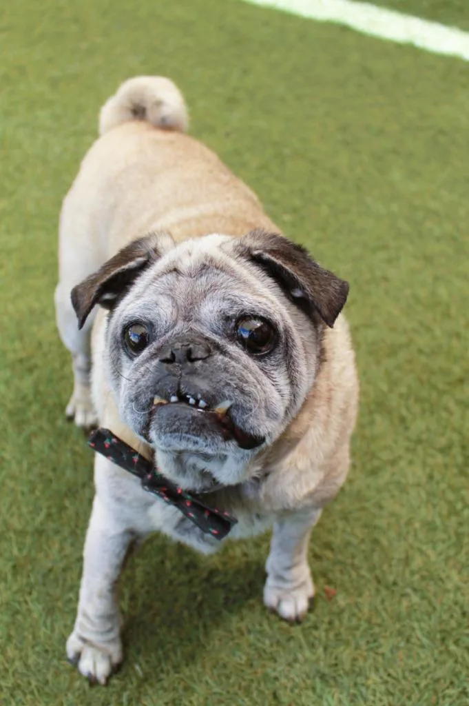 A senior small-sized male Pug dog named Puddle for adoption in Gardena, CA