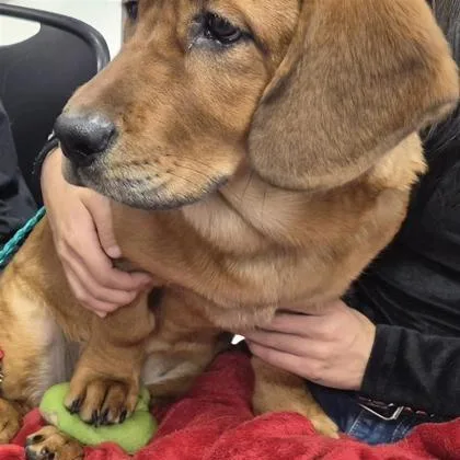 A baby medium-sized female Apricot / Beige Retriever dog named Strawberry for adoption in Tacoma, WA