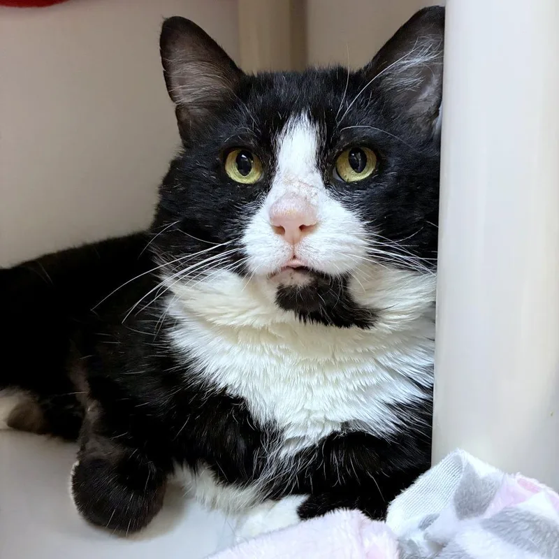 An adult large-sized male Black Domestic Short Hair cat named David for adoption in Woodinville, WA