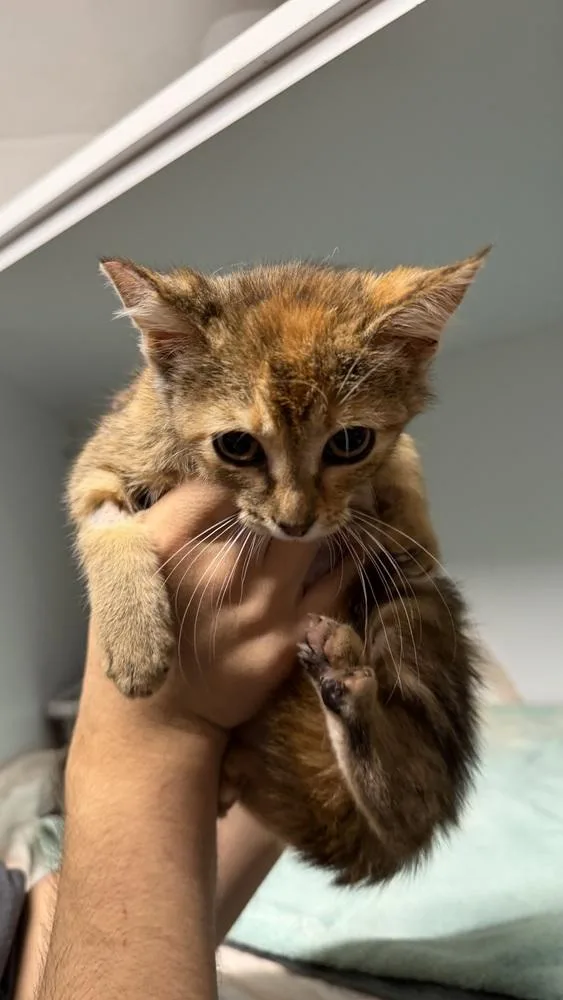 A baby medium-sized female Domestic Short Hair cat named Raquel for adoption in Ontario, CA