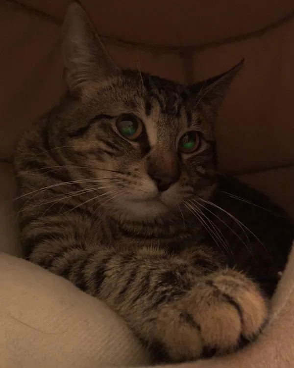 A young medium-sized male Domestic Short Hair cat named Bacon for adoption in Canton, GA