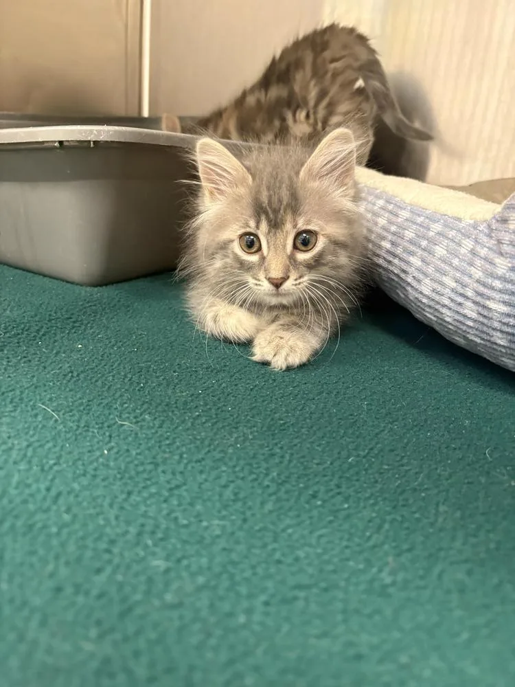 A baby small-sized female Gray & White Domestic Long Hair cat named Midge for adoption in Bowling Green, OH