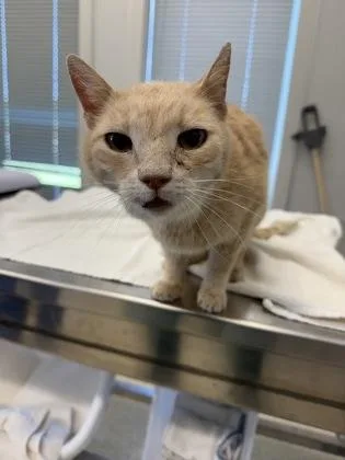 An adult large-sized male Domestic Short Hair cat named Chico for adoption in Lafayette, IN