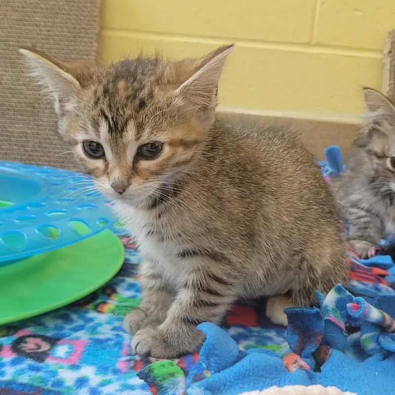 A baby small-sized female Brown / Chocolate Domestic Short Hair cat named Fry Bread for adoption in Plover, WI