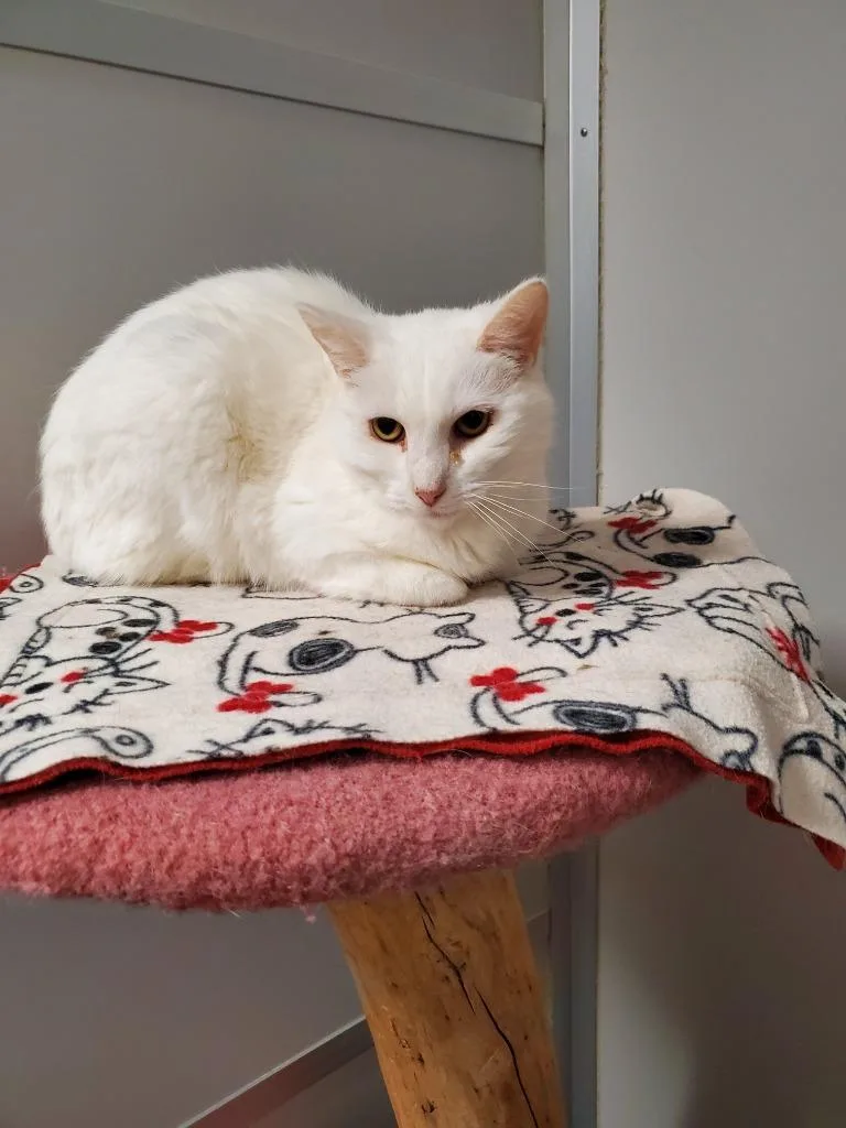 An adult medium-sized male Domestic Short Hair cat named Carter for adoption in Rockford, IL