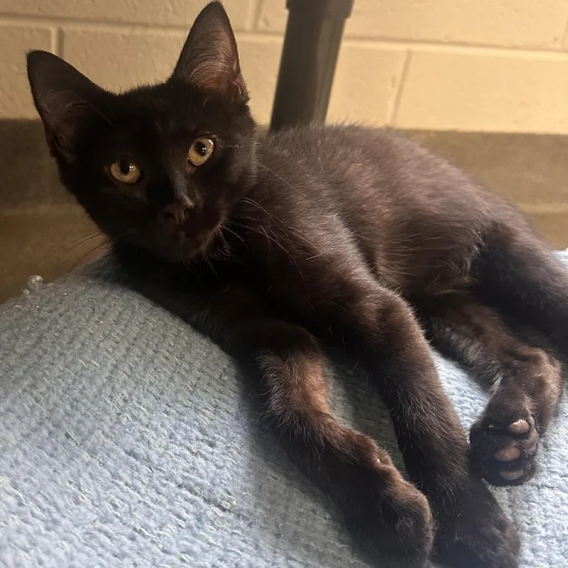A baby small-sized male Black Domestic Short Hair cat named Eraser for adoption in Rocky Mount, VA