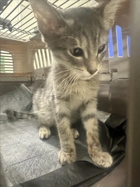 A baby small-sized female Domestic Short Hair cat named Googley Moogley for adoption in Derwood, MD