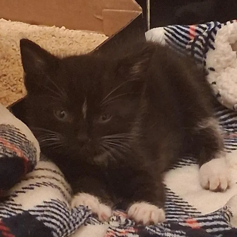 A baby small-sized male Black Domestic Short Hair cat named Balto C for adoption in Princeton, MN