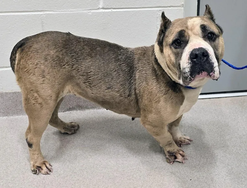 An adult medium-sized female Brown / Chocolate American Bully dog named 26-281 for adoption in Amityville, NY