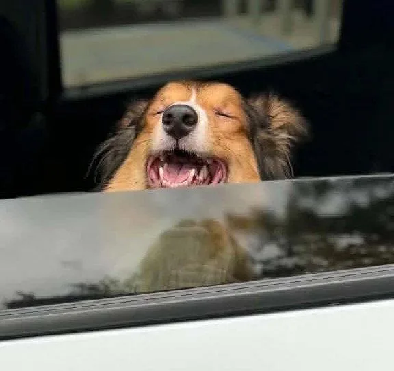 A young medium-sized male Shetland Sheepdog / Sheltie dog named Rocky for adoption in Dublin, OH