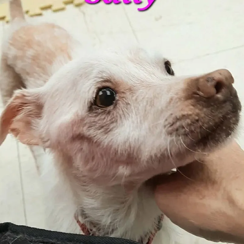 A senior small-sized female White / Cream Terrier dog named Sally for adoption in Olathe, KS