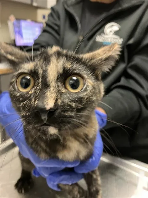 A baby small-sized female Domestic Short Hair cat named Gaia for adoption in Long Beach, CA