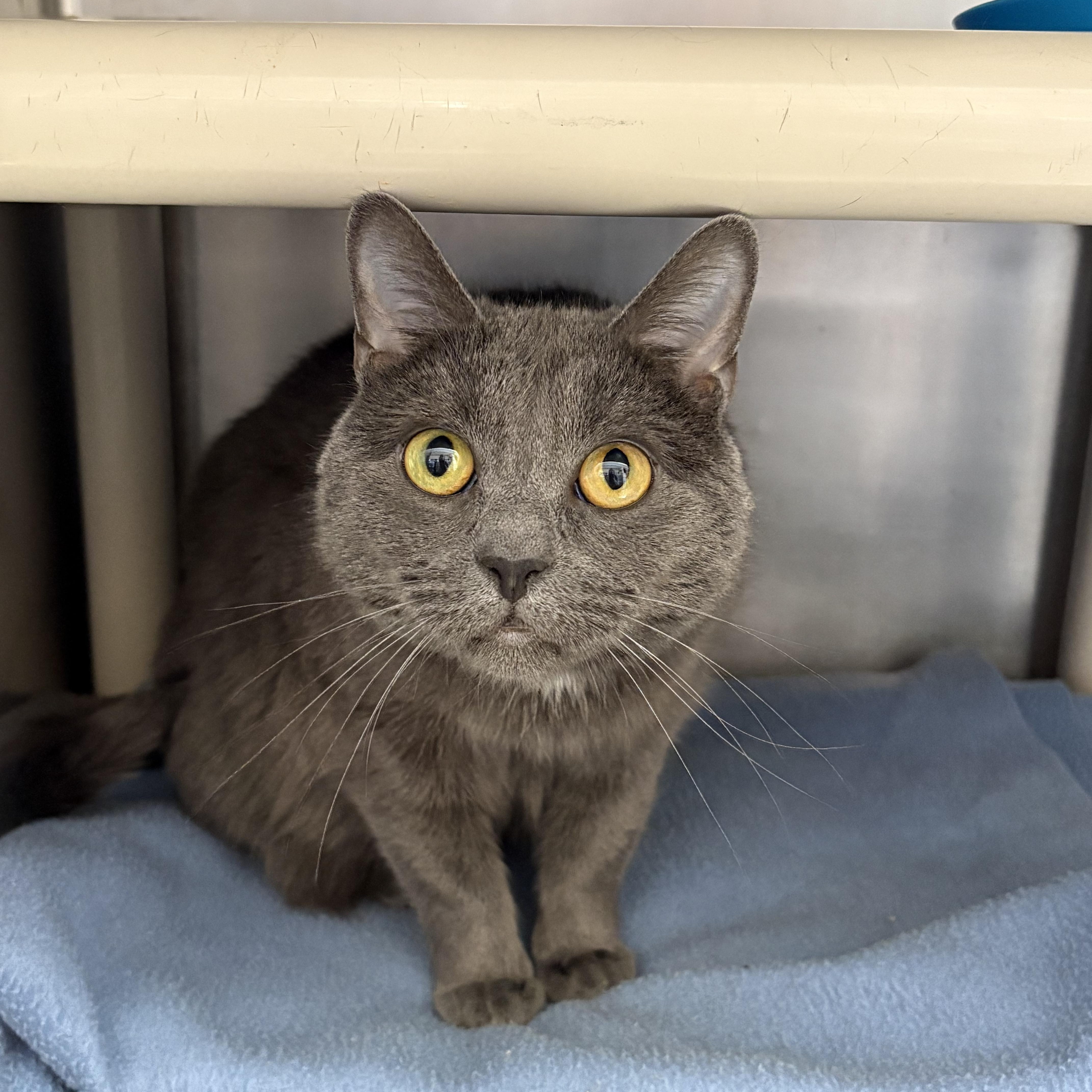 A young medium-sized female Gray / Blue / Silver Domestic Short Hair cat named Granite for adoption in Wantagh, NY