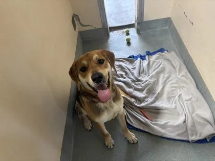 An adult extra large-sized male Mixed Breed dog named Rocky for adoption in New Orleans, LA
