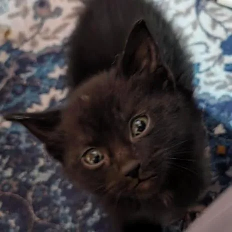 A baby small-sized male Domestic Short Hair cat named Bernard for adoption in Gordonsville, TN