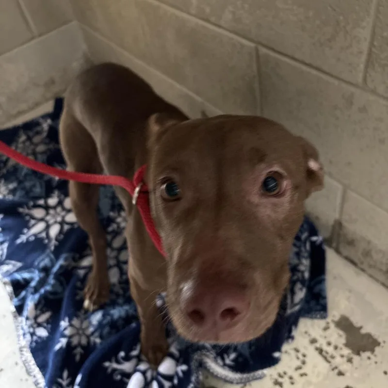 A young medium-sized female Red / Chestnut / Orange Mixed Breed dog named Libbey for adoption in Milton, FL