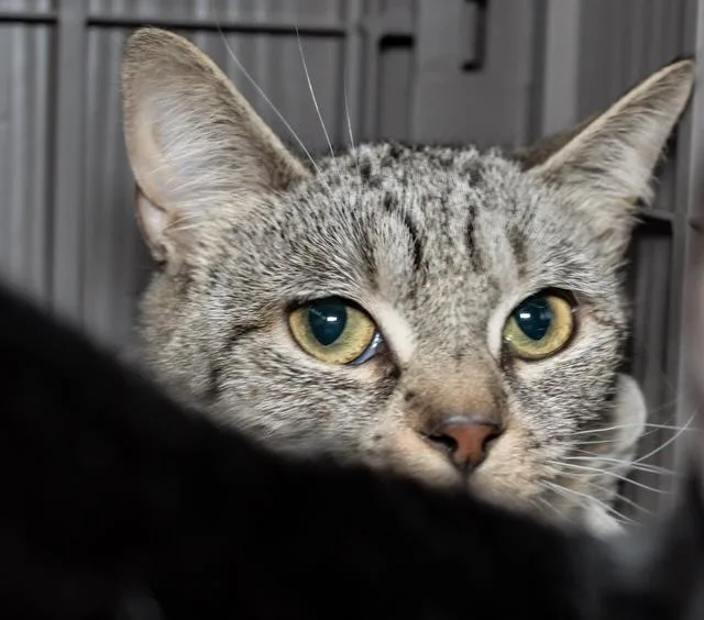 A young medium-sized female Domestic Short Hair cat named Tuna for adoption in Boston, MA