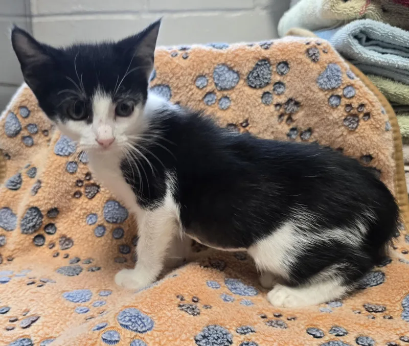 A young small-sized female Black Domestic Short Hair cat named Isla for adoption in Friendswood, TX