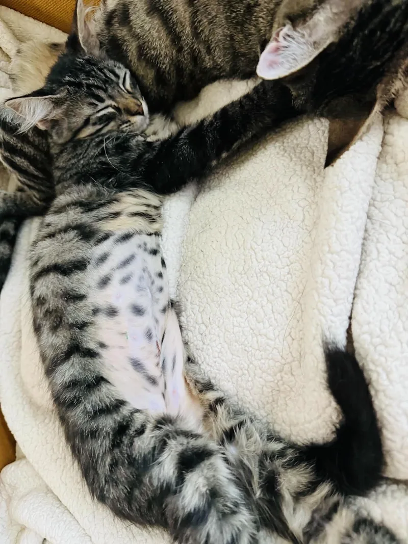 A baby medium-sized female Tabby cat named Gorgeous Gigi for adoption in Burlington, NC