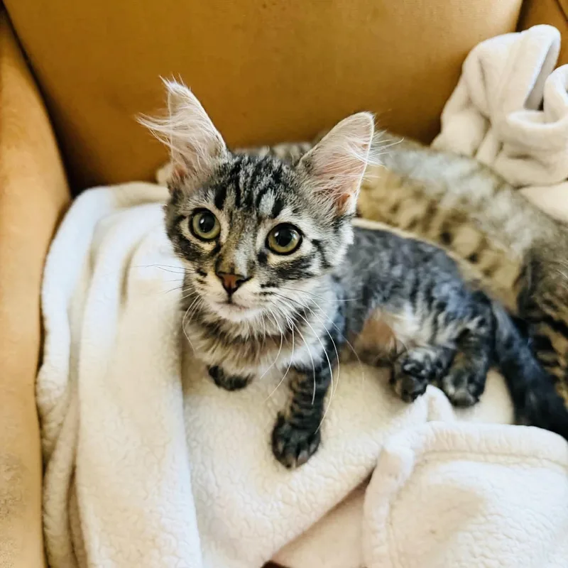 Gorgeous Gigi thumbnail 3
