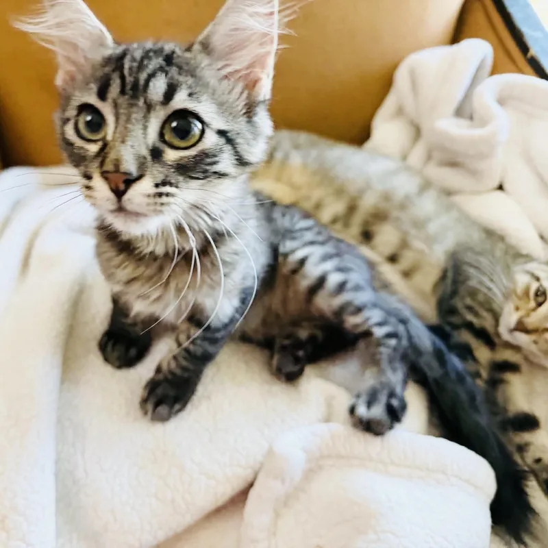 Gorgeous Gigi thumbnail 4