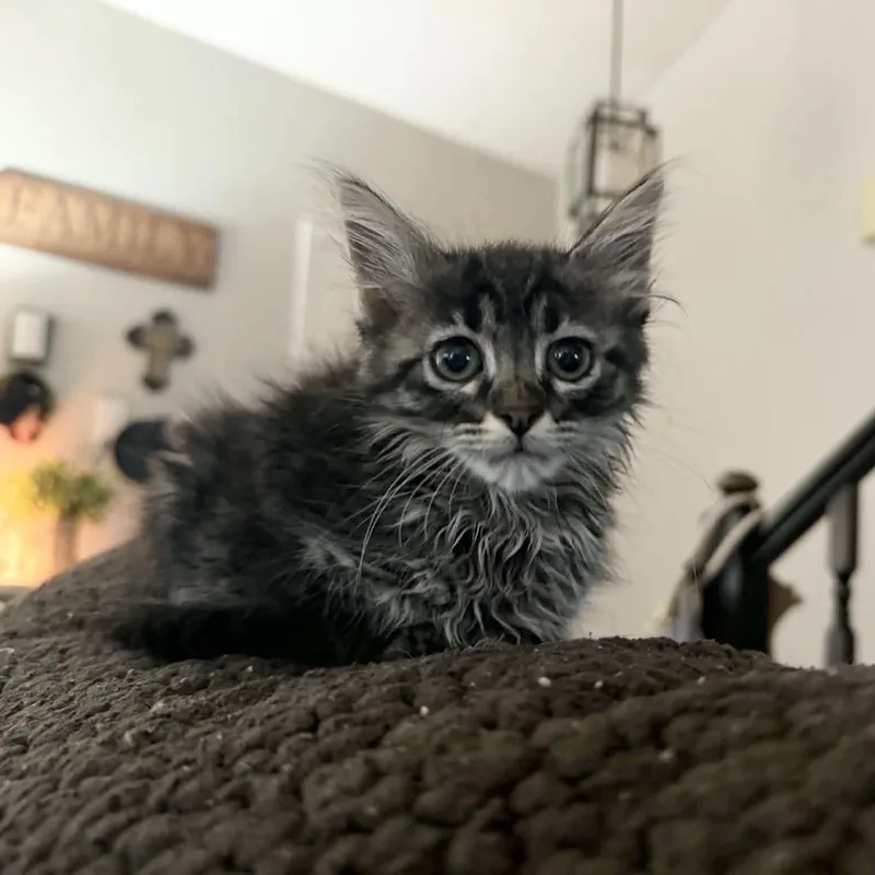 Gorgeous Gigi thumbnail 5