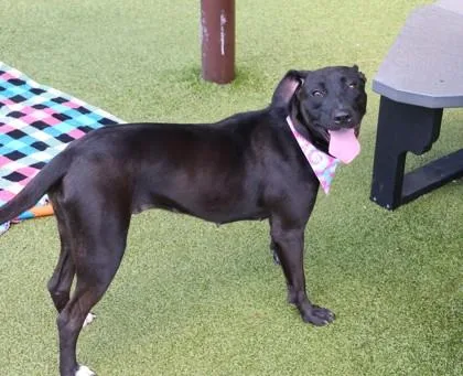 A young large-sized female Mixed Breed dog named Pantera for adoption in Athens, GA