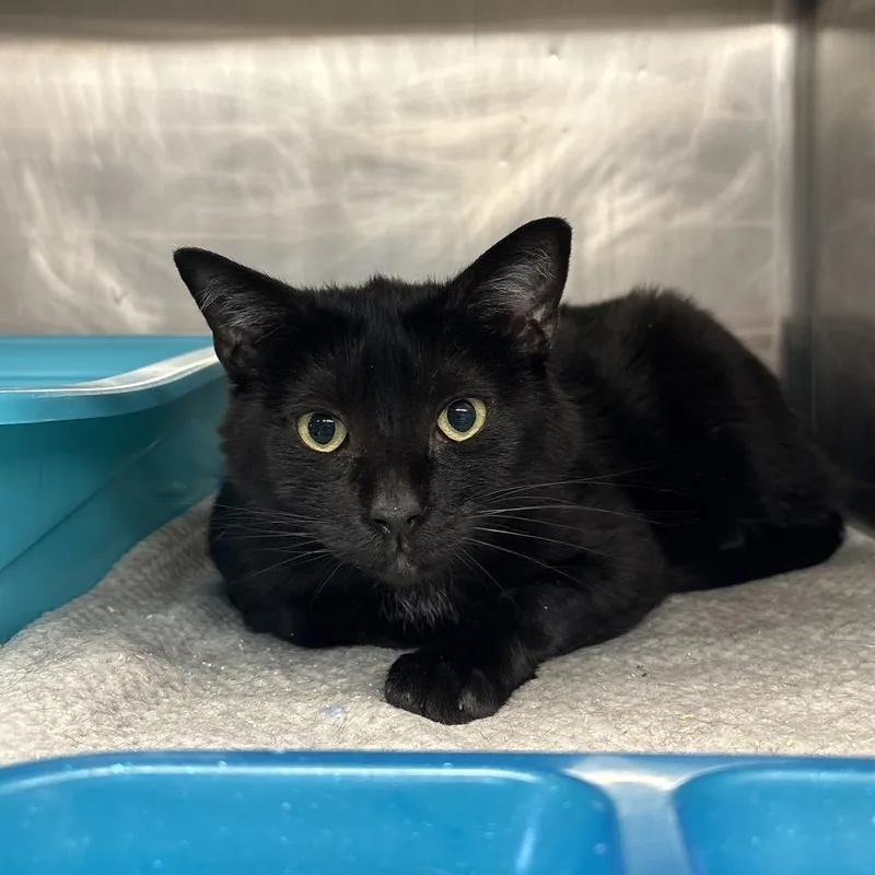 An adult large-sized male Black Domestic Short Hair cat named Juline for adoption in Spokane, WA
