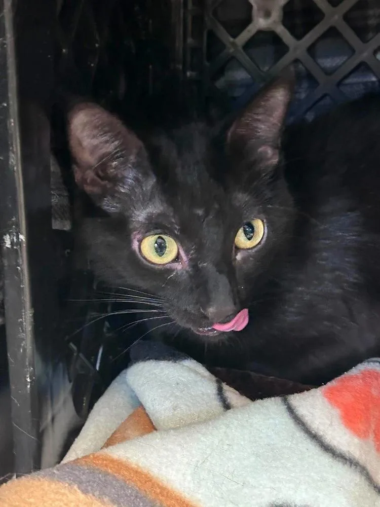 A young medium-sized female Black Domestic Short Hair cat named Sesame for adoption in Fremont, NE