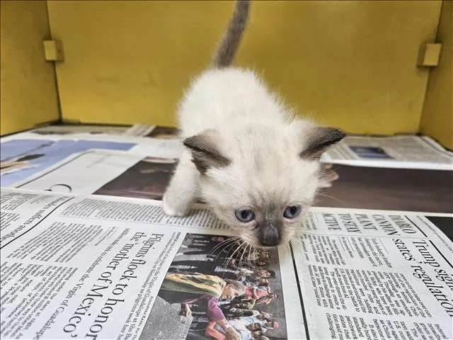 A baby small-sized female Domestic Short Hair cat named Lima Bean for adoption in Los Angeles, CA