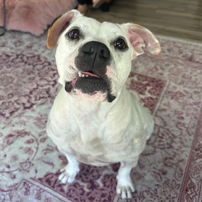 An adult medium-sized female White / Cream Bulldog dog named Linda for adoption in Corpus Christi, TX