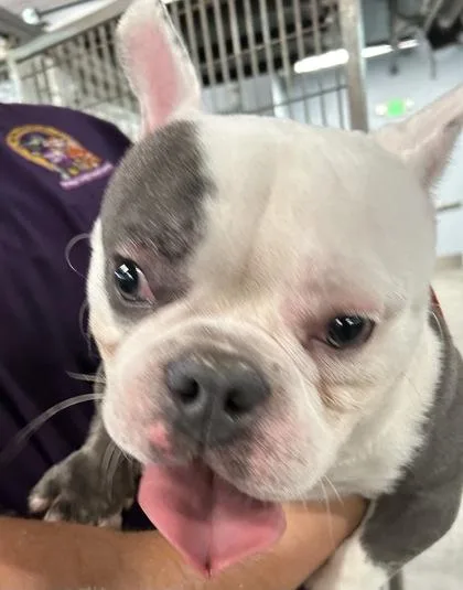 An adult small-sized male Mixed Breed dog named Pogo for adoption in Largo, FL
