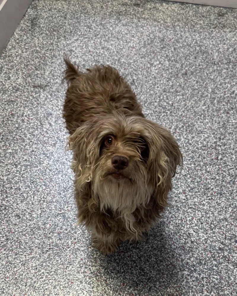 A young small-sized male Lhasa Apso dog named Simba for adoption in Las Vegas, NV