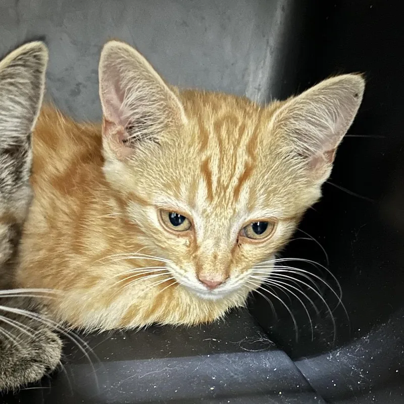 A baby small-sized male Domestic Short Hair cat named Karter for adoption in Corbin, KY
