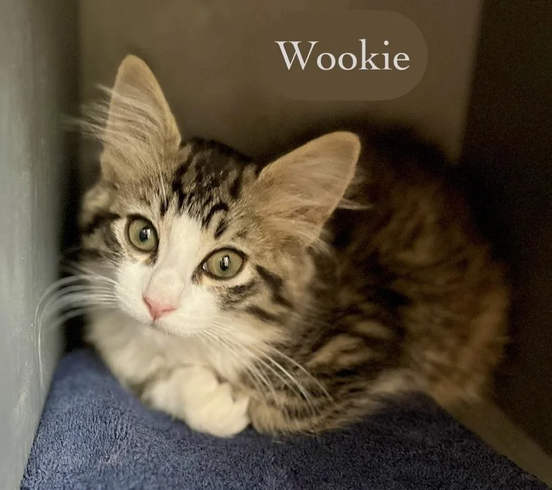 A baby small-sized male Domestic Long Hair cat named Wookie for adoption in Chalfont, PA