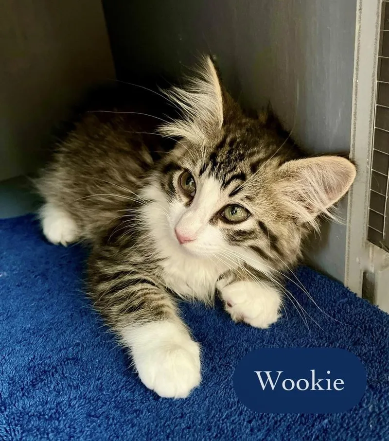 Wookie thumbnail 2