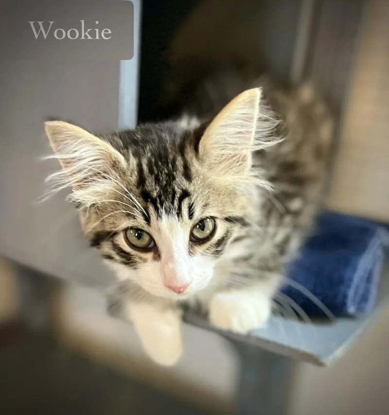 Wookie thumbnail 3