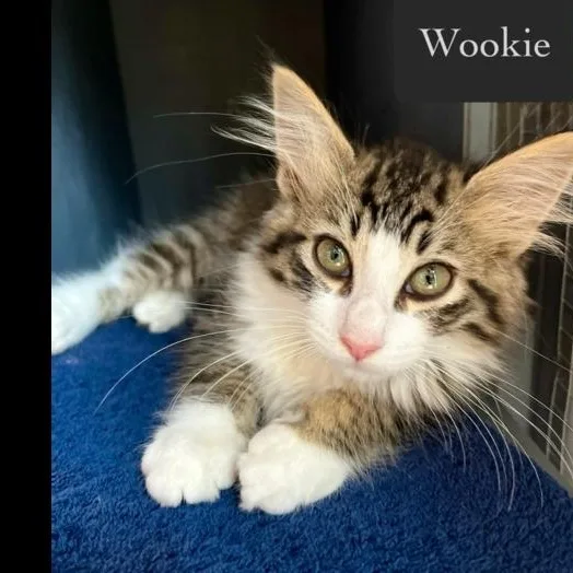 Wookie thumbnail 4