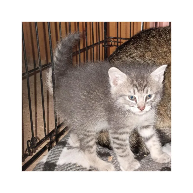 A baby small-sized male Domestic Short Hair cat named Liliac for adoption in LIberty, NY