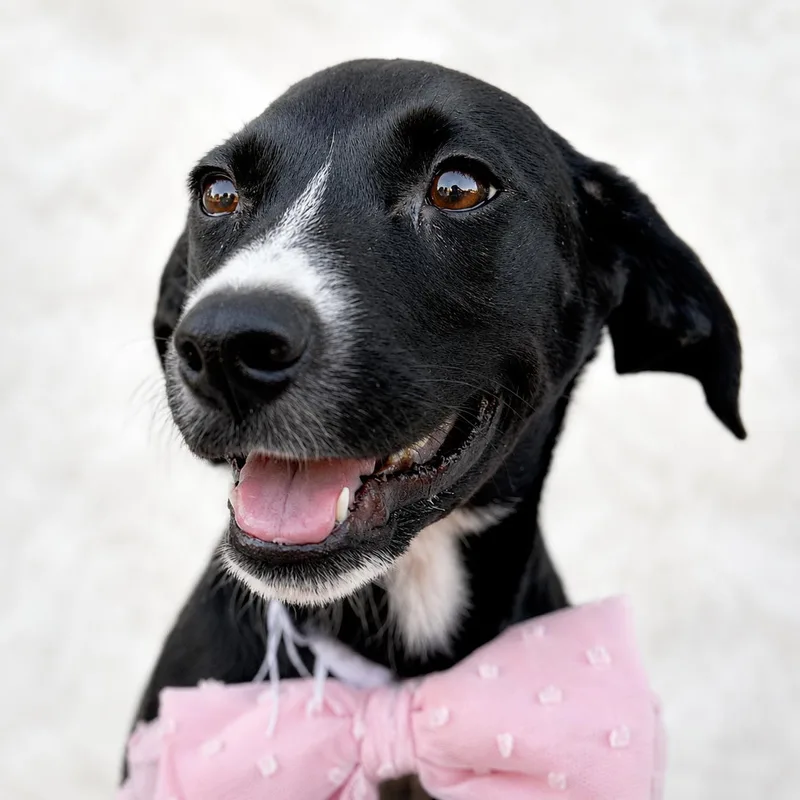 A baby medium-sized female Black Mixed Breed dog named Tyra for adoption in Hillsborough, NJ
