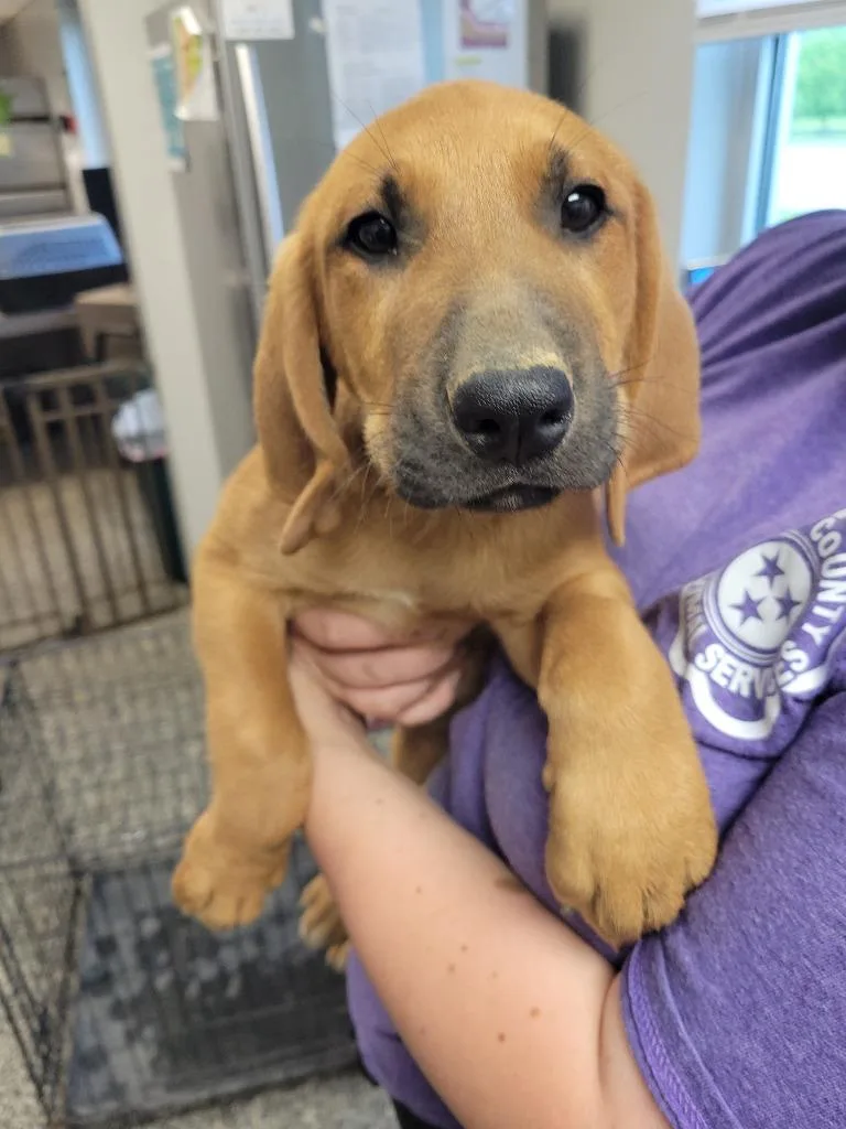A baby medium-sized male Mixed Breed dog named Al for adoption in Columbia, TN