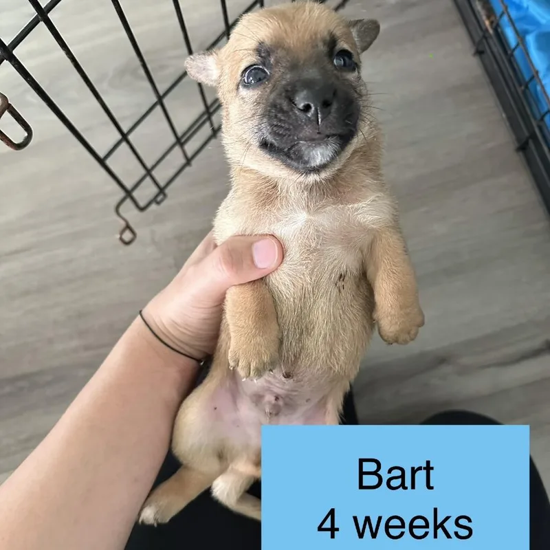 Bart thumbnail 2