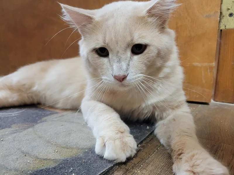 An adult medium-sized male Domestic Long Hair cat named Ox for adoption in Lorain, OH