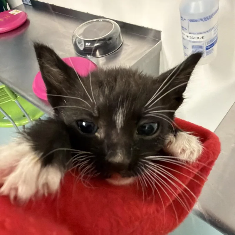 A baby small-sized male Black Domestic Short Hair cat named Verne for adoption in Austin, TX