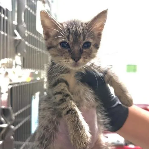 A baby small-sized female Brown / Chocolate Domestic Short Hair cat named Kissy for adoption in Pasadena, CA