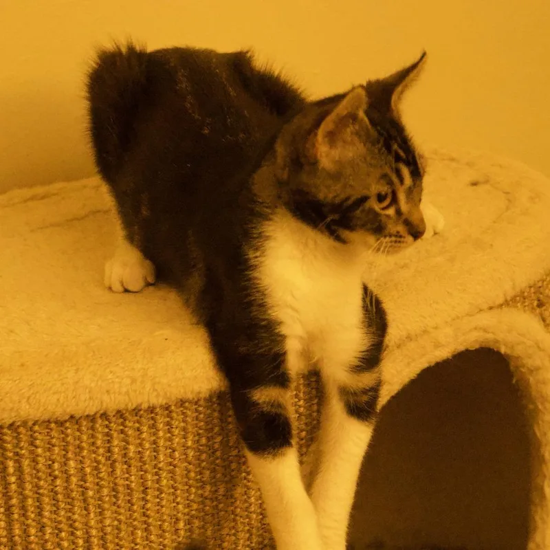 A baby small-sized male Brown / Chocolate Domestic Short Hair cat named Arthur for adoption in Santa Rosa, CA