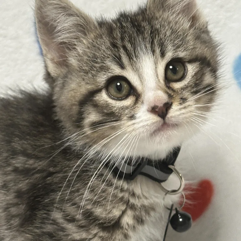 A baby medium-sized male Tabby (Gray / Blue / Silver) Tabby cat named Buzz for adoption in Pasco, WA