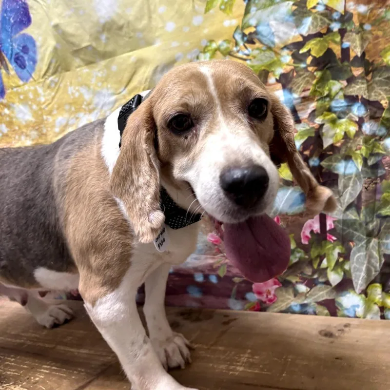 A senior medium-sized female Black Beagle dog named Trina for adoption in Normal, IL