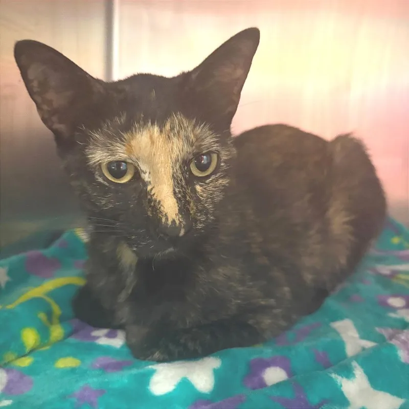 A senior medium-sized female Tortoiseshell Domestic Short Hair cat named Peony for adoption in Chattanooga, TN